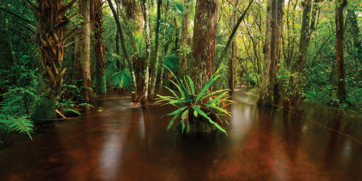 The Florida Trail And Big Cypress National Preserve