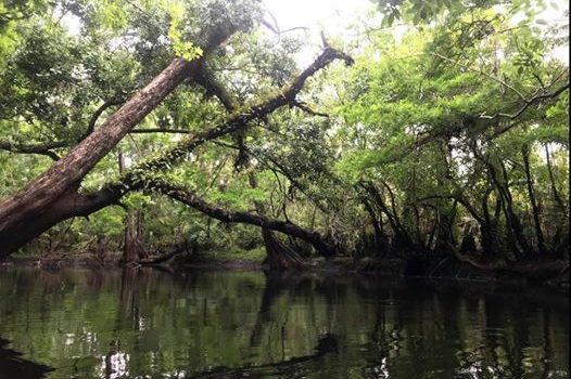 The Wild And Scenic Loxahatchee River