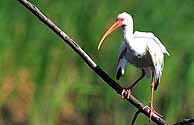 WhiteIbis