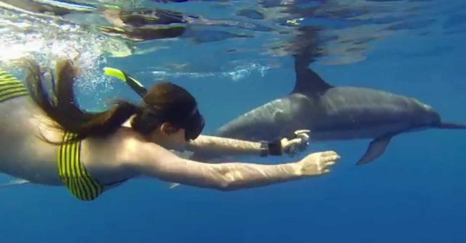 Wild About Dolphins, Wild Dolphin Experience