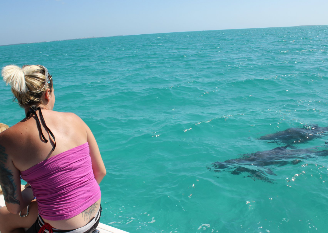 Wild Dolphins – Key West, Florida