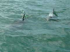 dolphincloseup