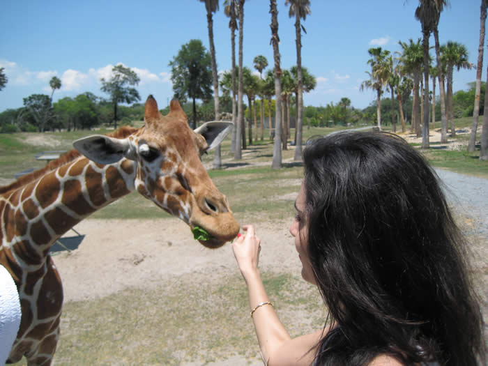 feed-giraffe-busch-gardens