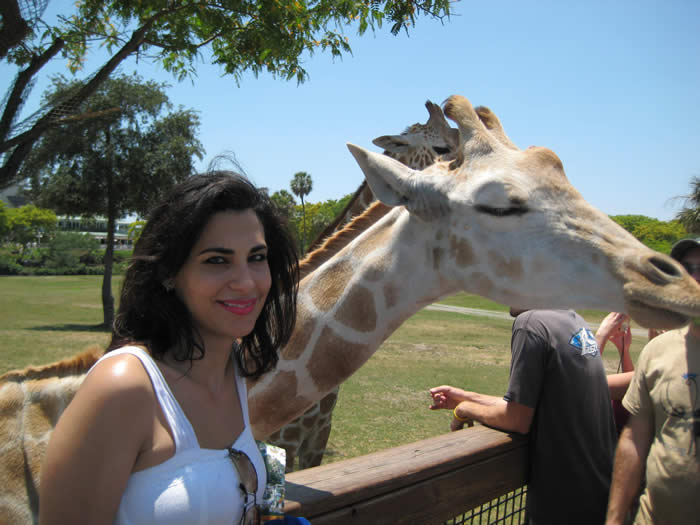 giraffe-busch-gardens