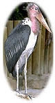 grand_heron