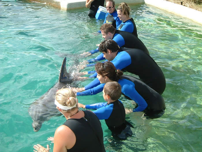 happypettingdolphinmiami