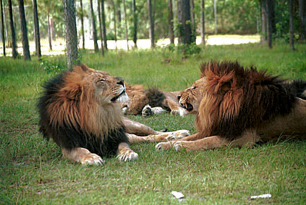 lion-singer-island