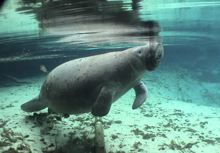 manatee-swim-crystal-river-florida