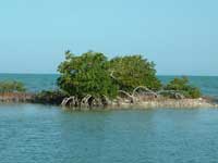 mangroveisland