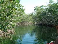 mangrovesupclose
