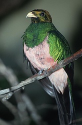 quetzal