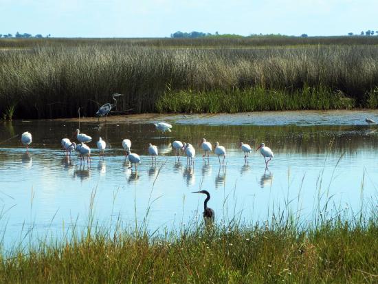 Birding Saint Mark’s National Wildlife Refuge