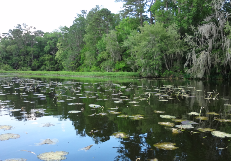 Wild Florida