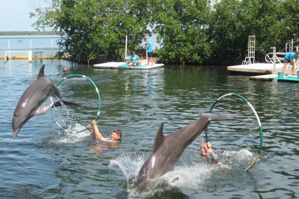 My Experience of the Florida Keys Dolphin Swim - Florida Vacation ...