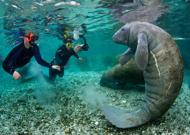 Manatee Swim Homosassa River And Springs