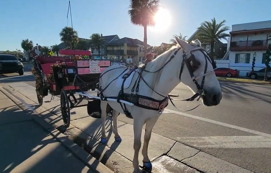Horse Carriage Rides in St Augustine FL