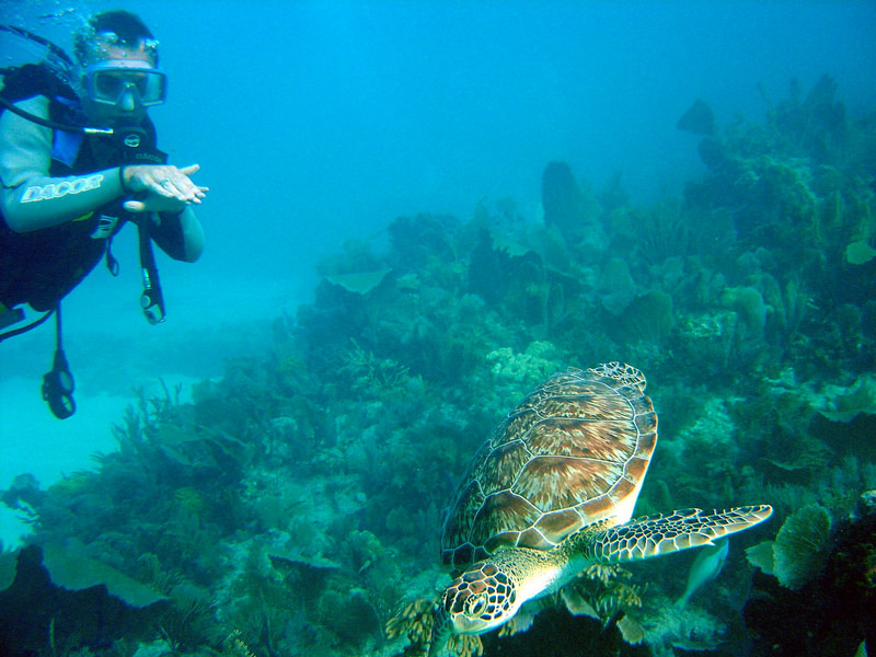 Snorkeling Vacation In Key Largo