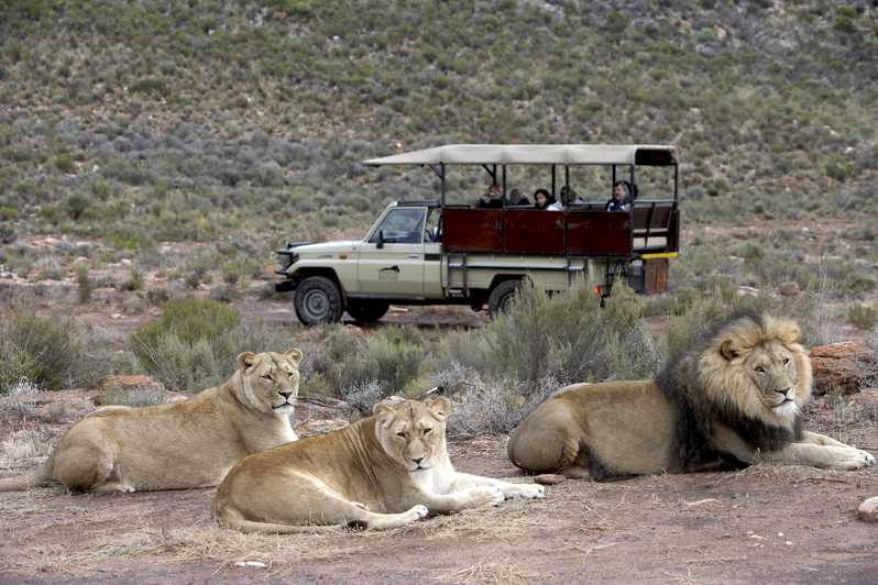 lion kingdom safari florida