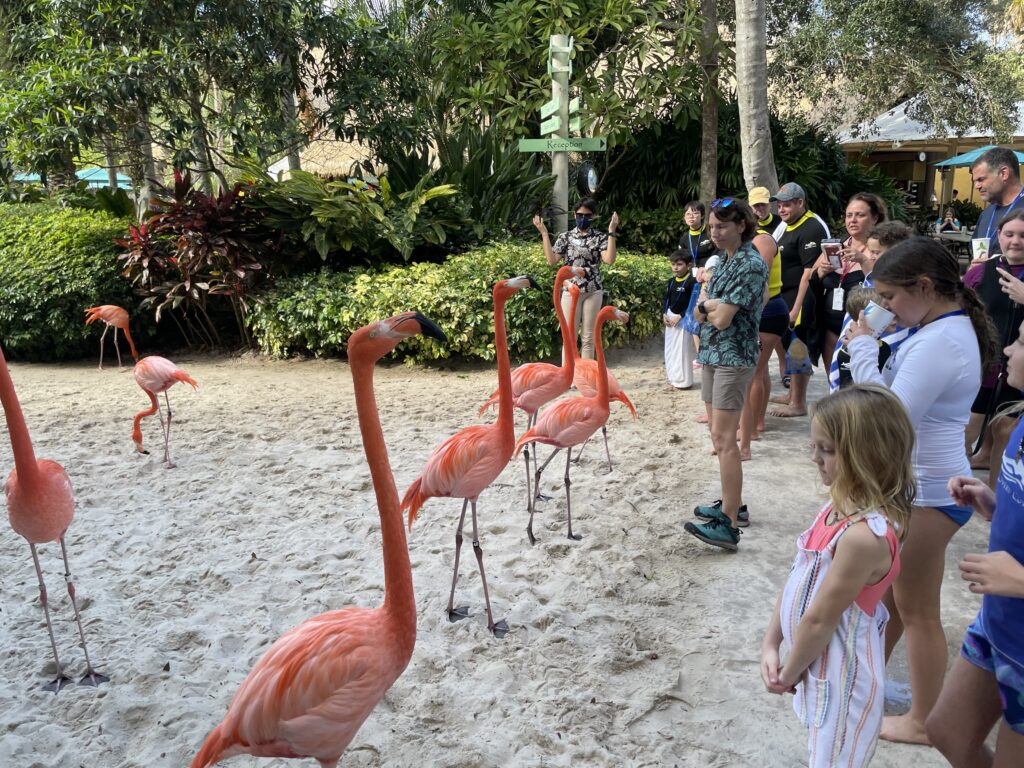 Flamingo Mingle Orlando