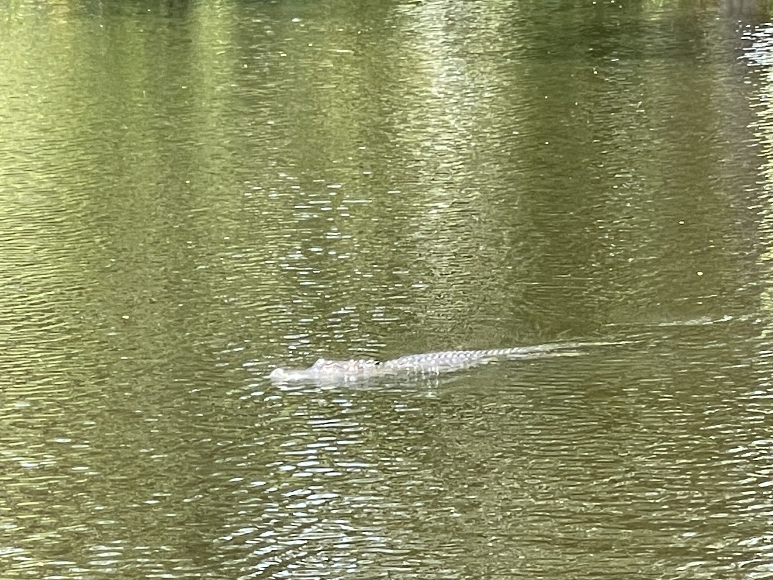 Blue Springs State Park