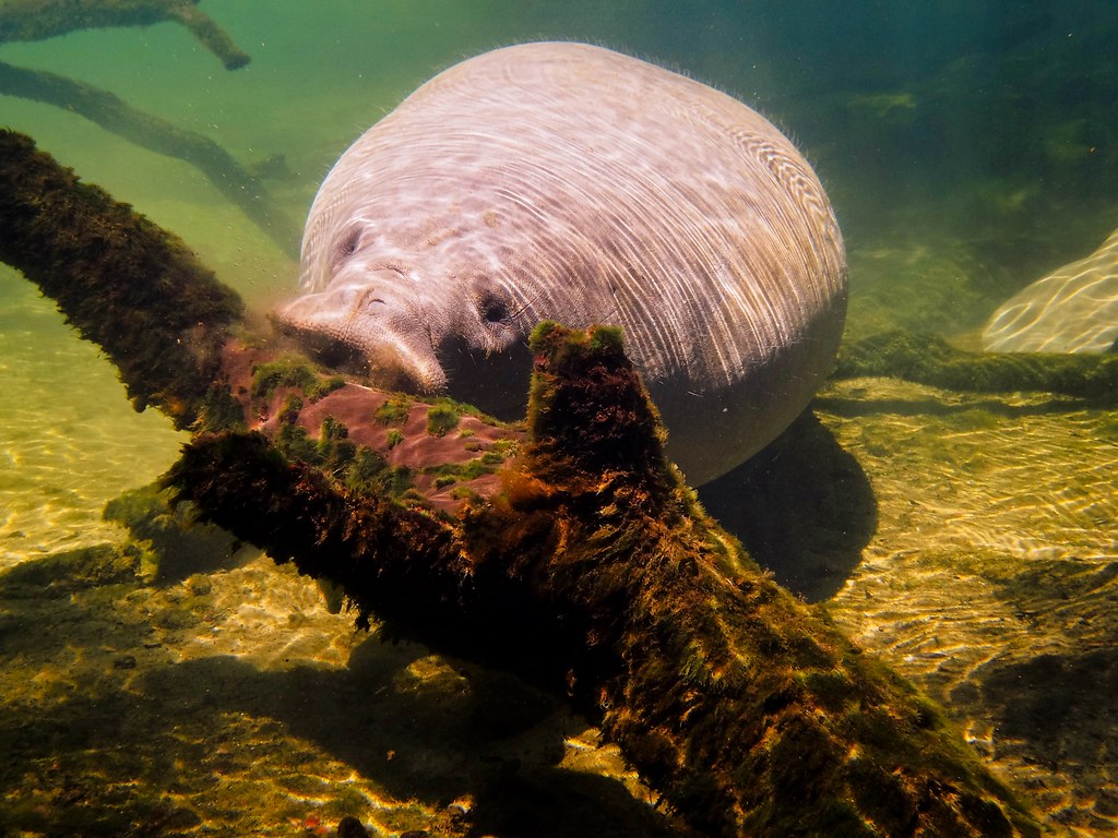 Blue Springs State Park