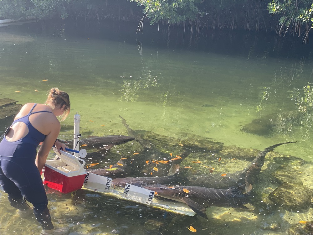 Feeding the Sharkes in the Florida Keys