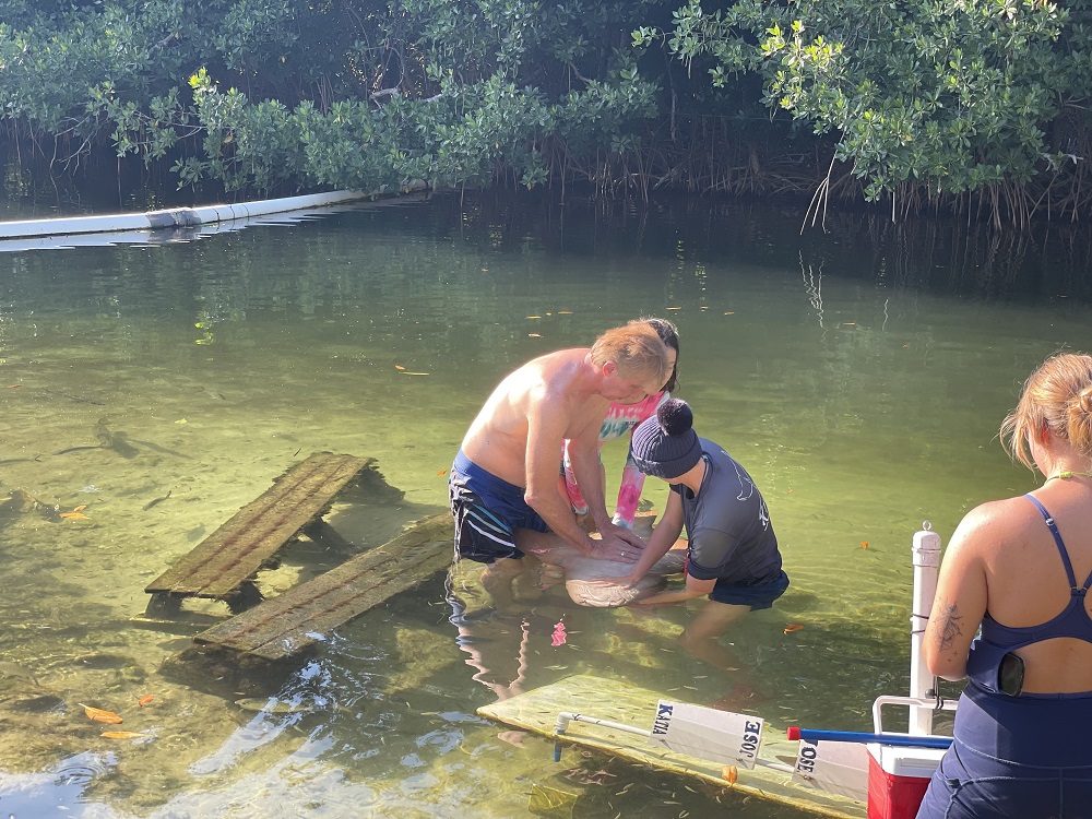 Petting the Sharks