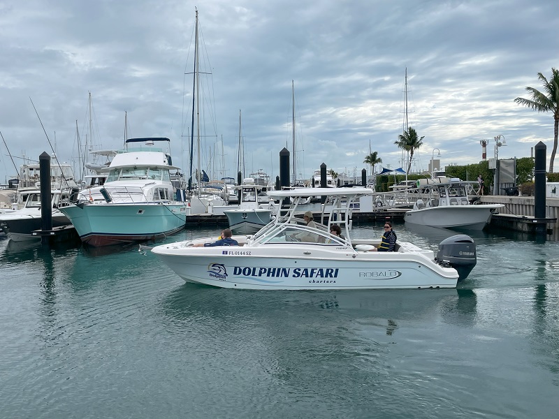 Dolphin Safari - A fun way to see Wild Dolphins in Key West