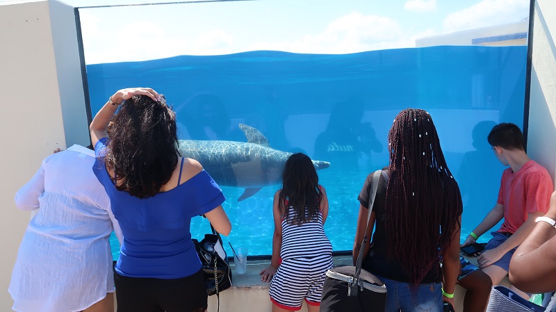 Marineland Swim by Window