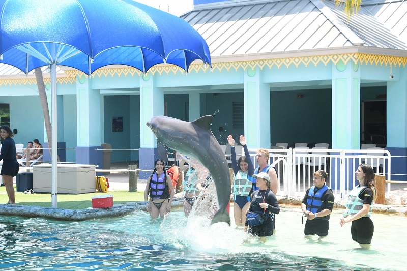 dolphin jumping with group