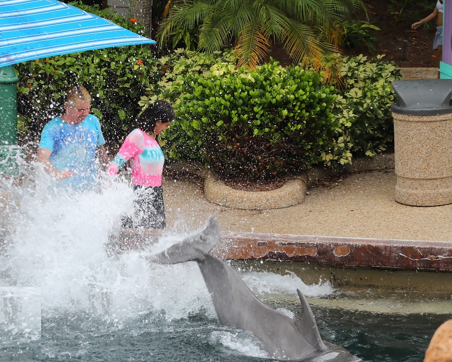 Seaworld Dolphin Encounter Pool Side