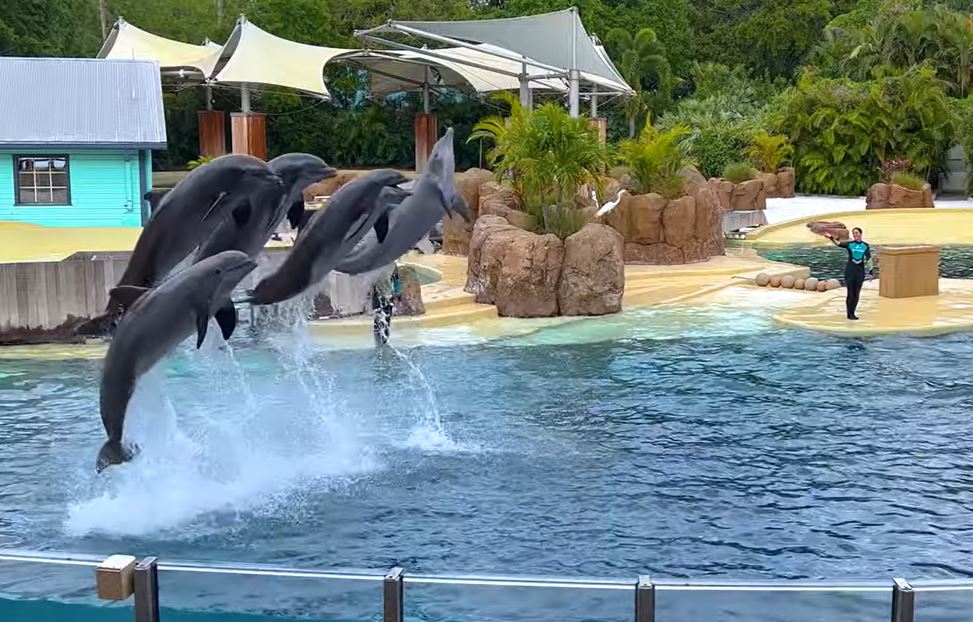 Dolphin Show at Seaworld