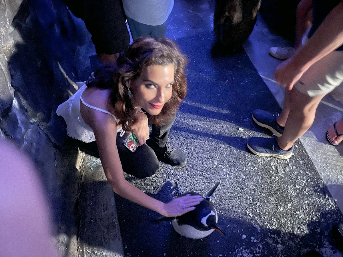 Seaworld Penguin Encounter