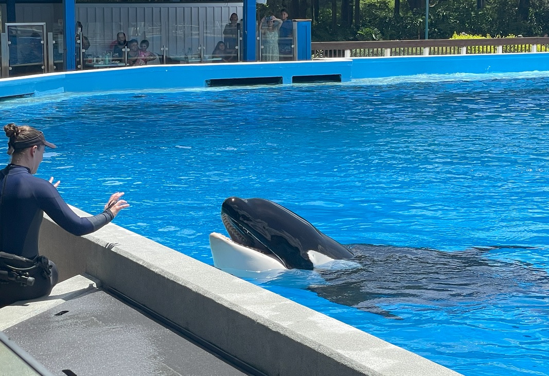 Seaworld Dine with Orca