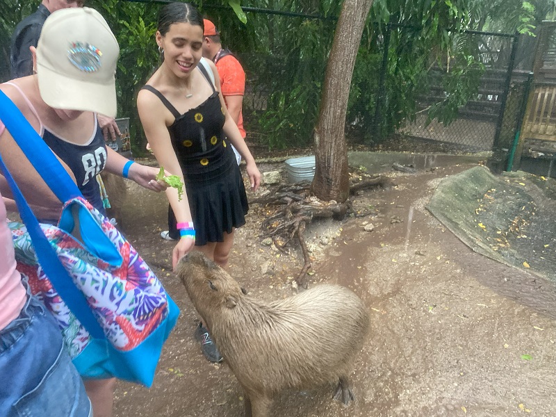 The Worlds Largest Rodent Capybara at Jungle Island