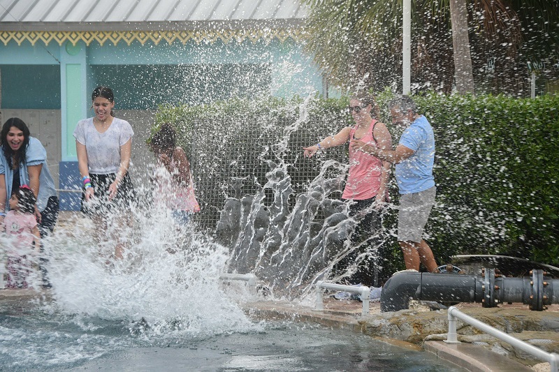 Dolphin Meet and Greet Miami programs